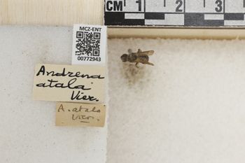 Media type: image;   Entomology 772943 Aspect: Labels